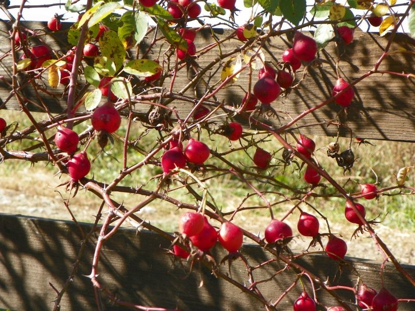 Scharlachglut - Trandafiri 2018 5