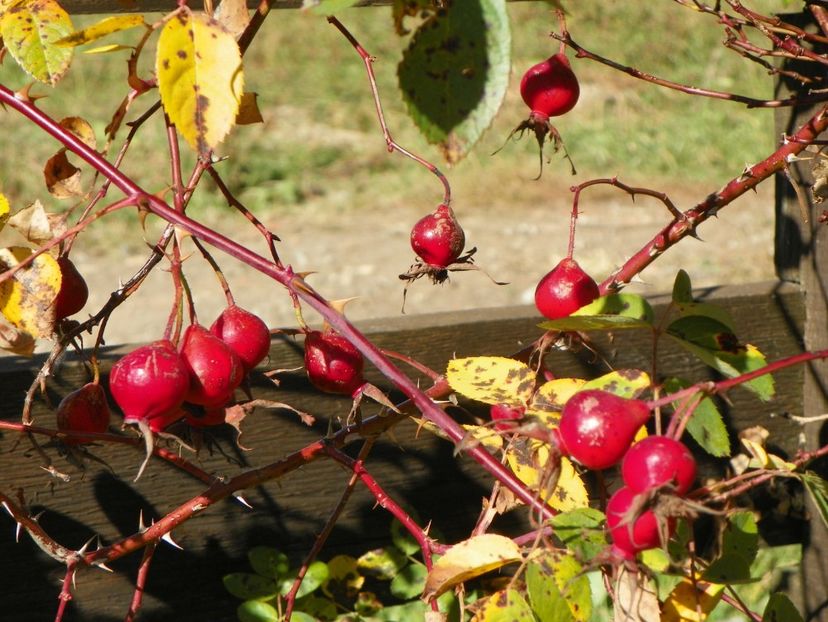 Scharlachglut - Trandafiri 2018 5