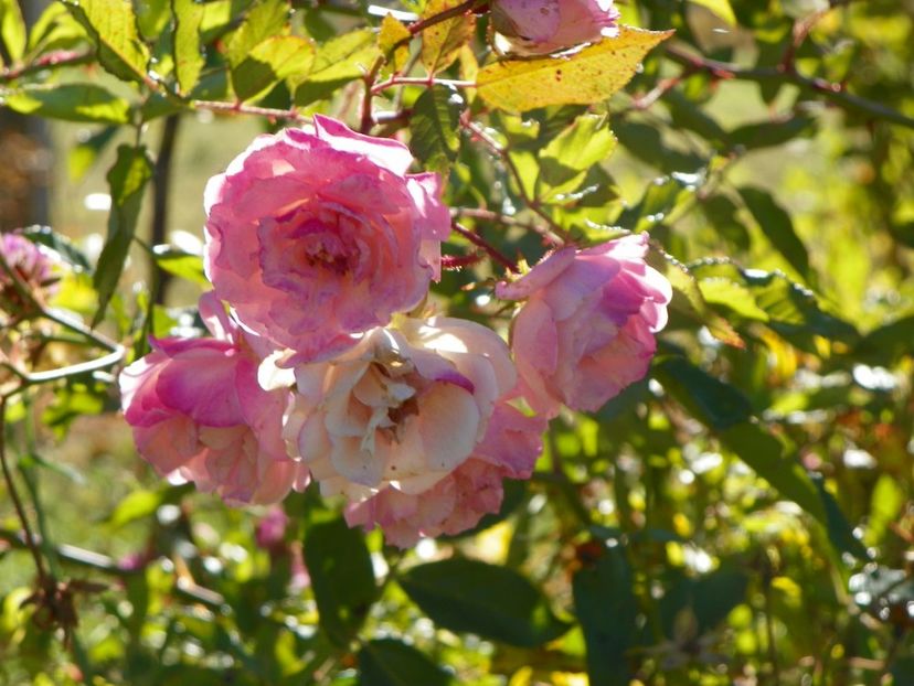 Frau Eva Schubert - Trandafiri 2018 5