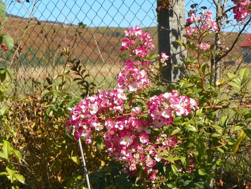 Mozart - Trandafiri 2018 5