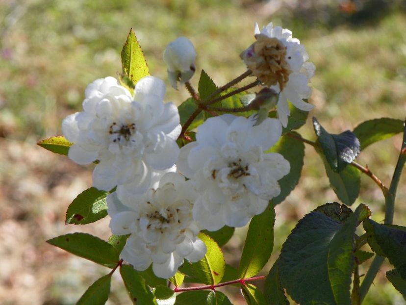Francine Austin - Trandafiri 2018 5