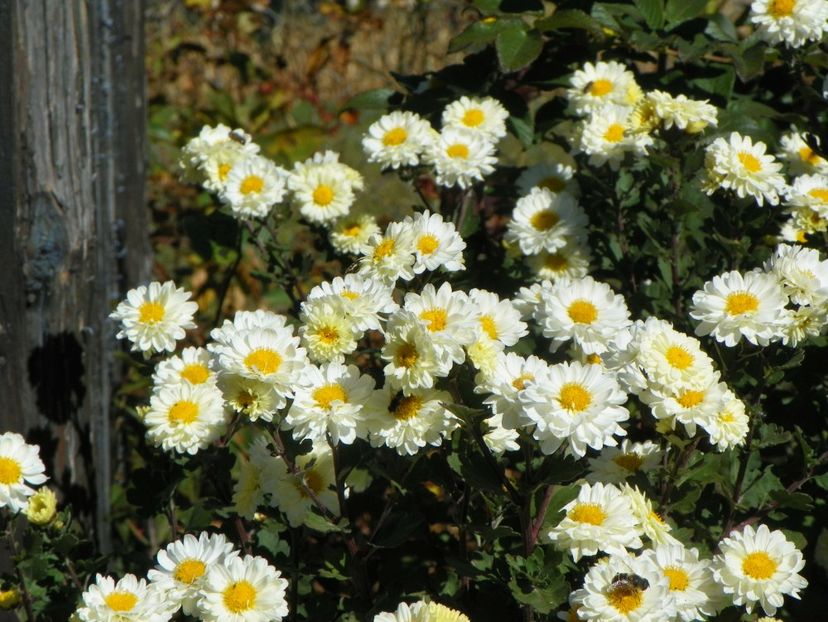 tufanele - Dobarland 2018 4