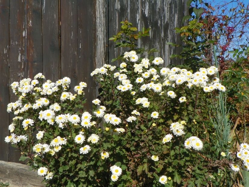 tufanele - Dobarland 2018 4