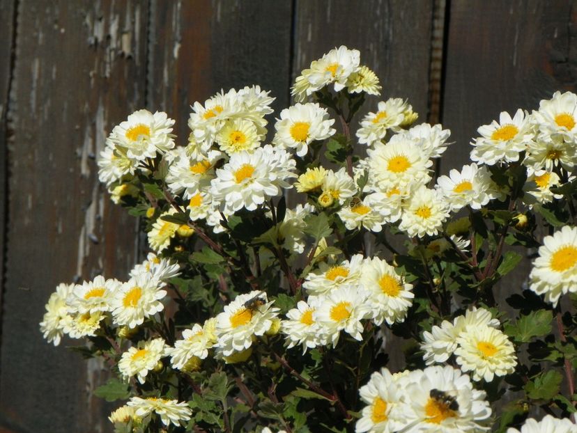 tufanele - Dobarland 2018 4