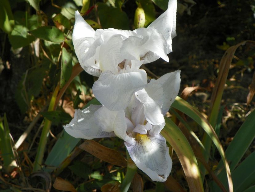 English Cottage - Dobarland 2018 4