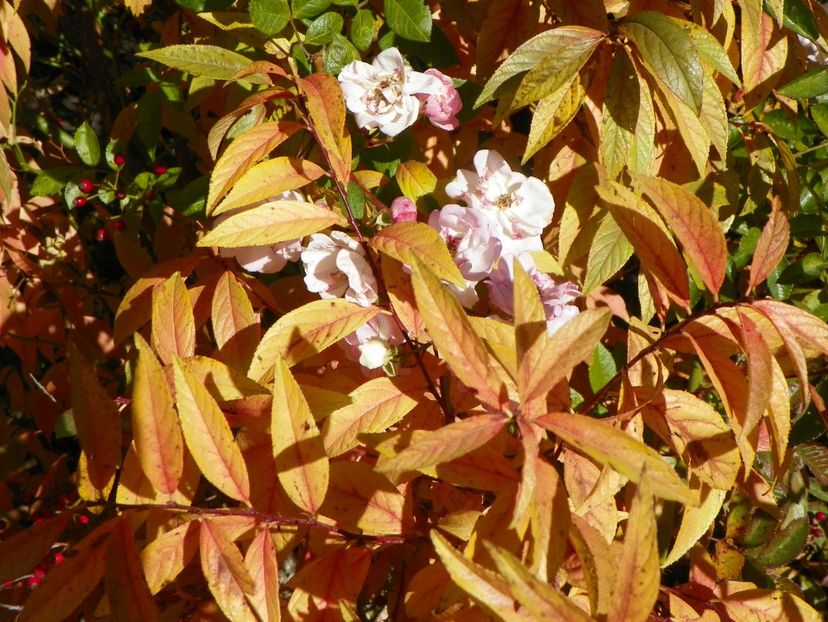 prunus glandulosa Alba Plena - Dobarland 2018 4