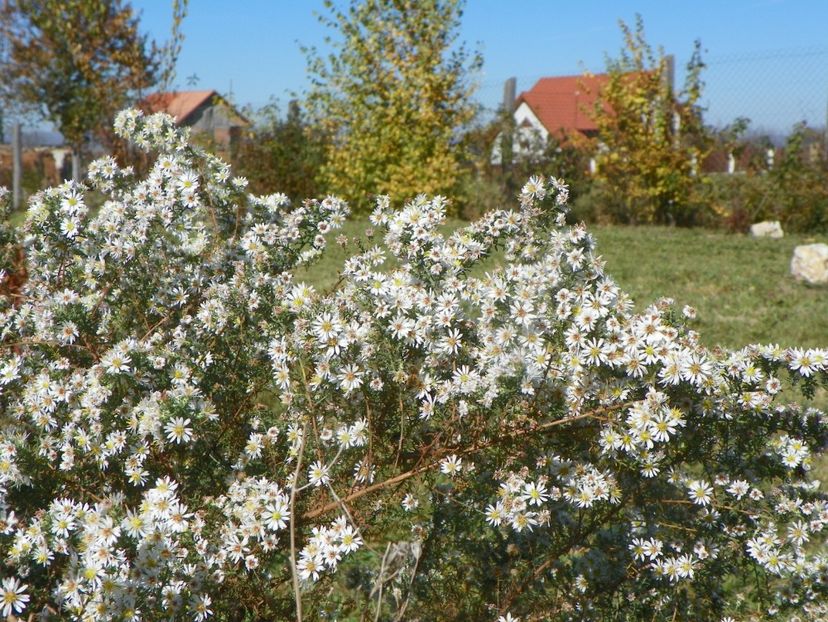 aster ericoides Schneetane - Dobarland 2018 4