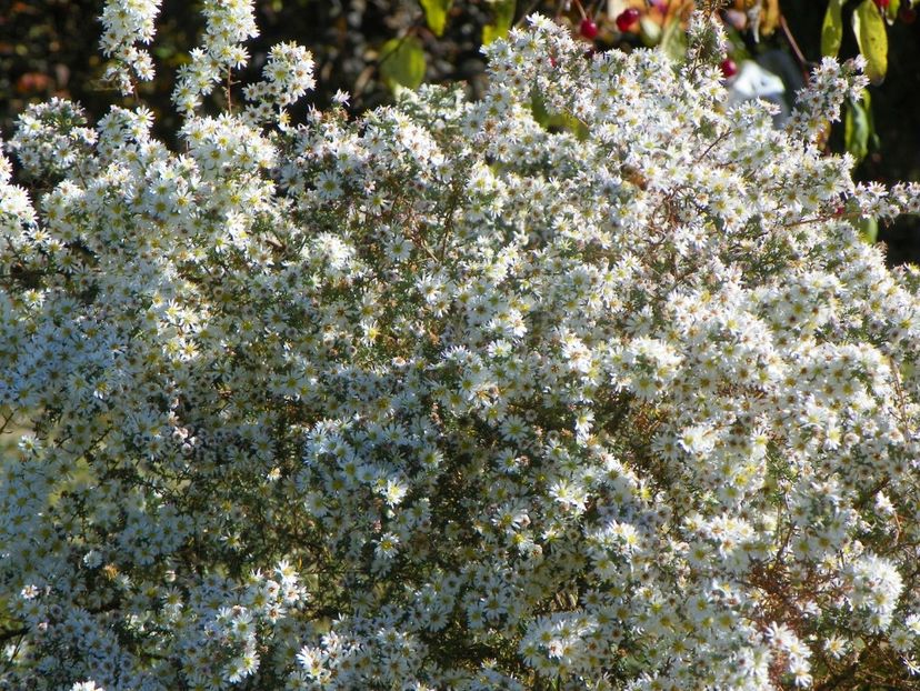 aster ericoides Schneetane - Dobarland 2018 4