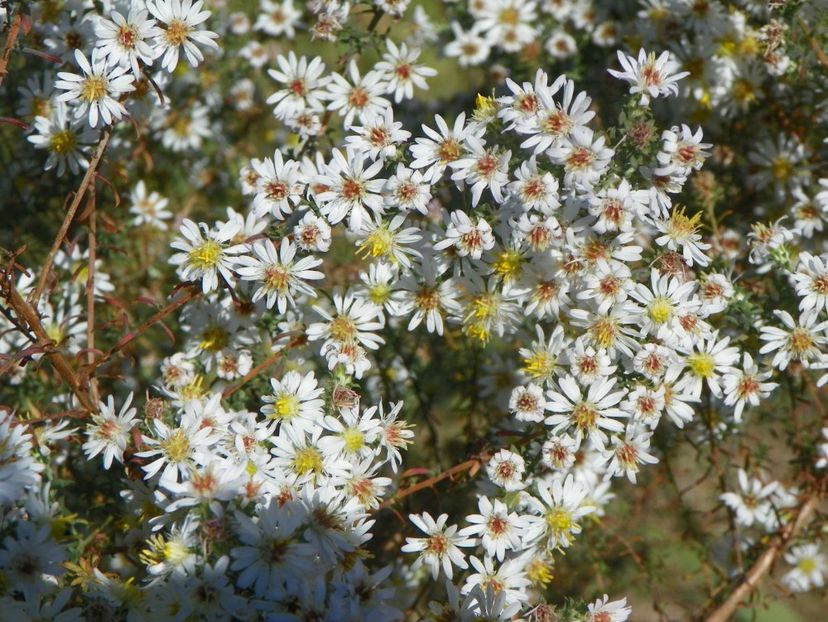 aster ericoides Schneetane - Dobarland 2018 4