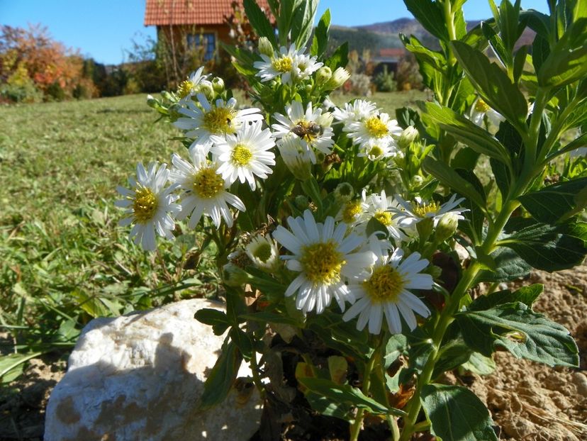 aster ageratoides Starshine - Dobarland 2018 4