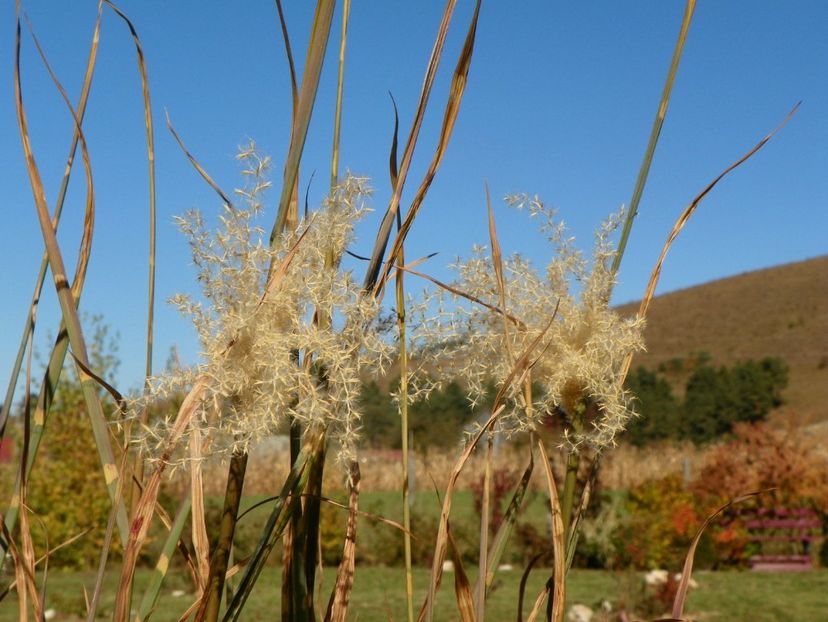 miscanthus Zebrinus - Dobarland 2018 4