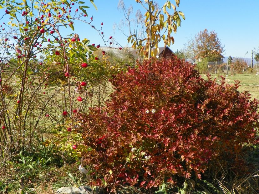 spiraea Magic Carpet - Dobarland 2018 4