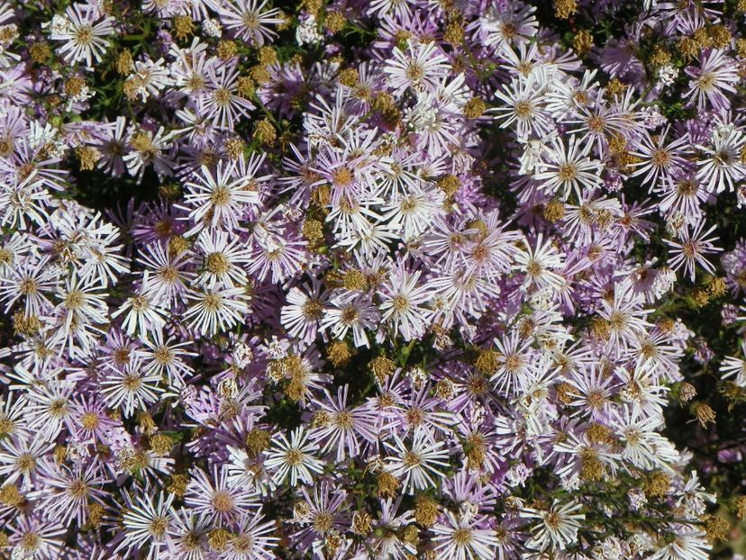 aster ericoides Esther - Dobarland 2018 4
