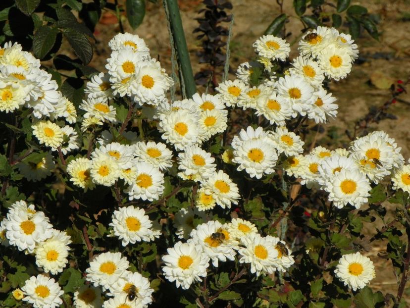 tufanele - Dobarland 2018 4