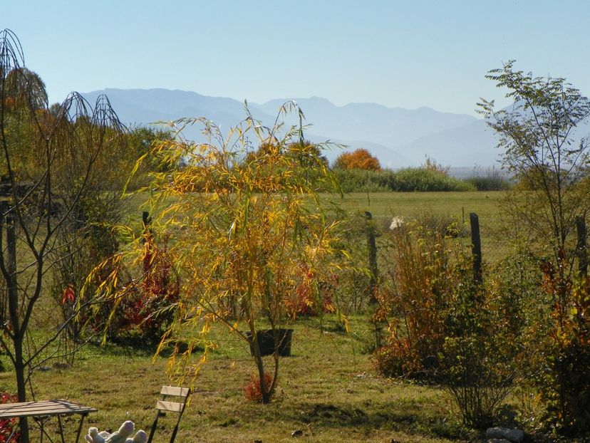 salix babylonica - Dobarland 2018 4