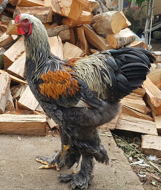  - BRAHMA CLUB ROMANIA Facebook