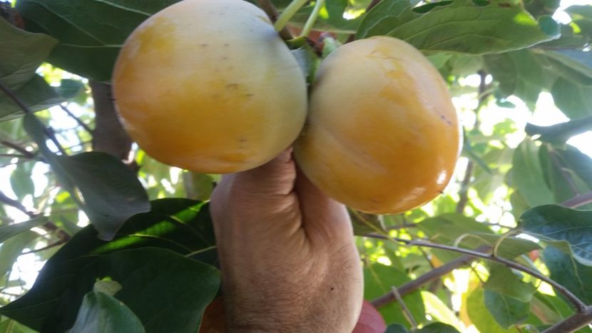 Diospyros Costata - arbori fructiferi 2018