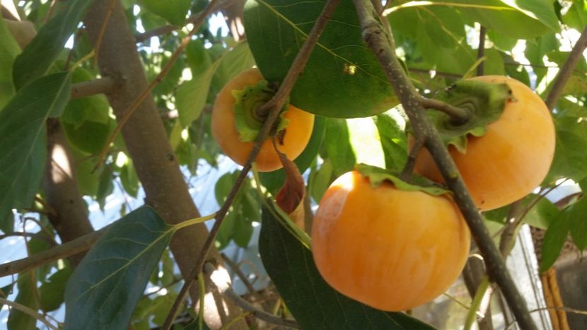 Diospyros Tamkam - arbori fructiferi 2018
