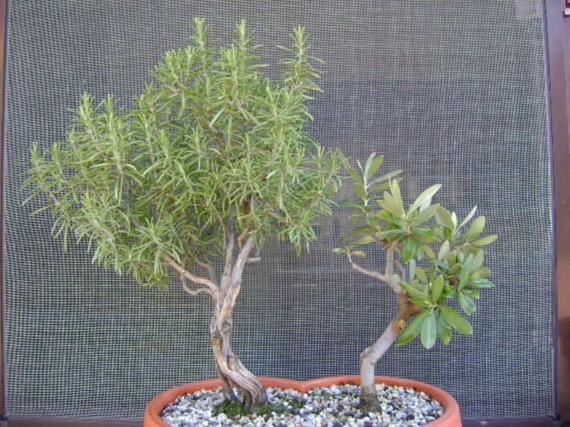 Maslin & Rozmarin - Bonsai si prebonsai 2018-2020