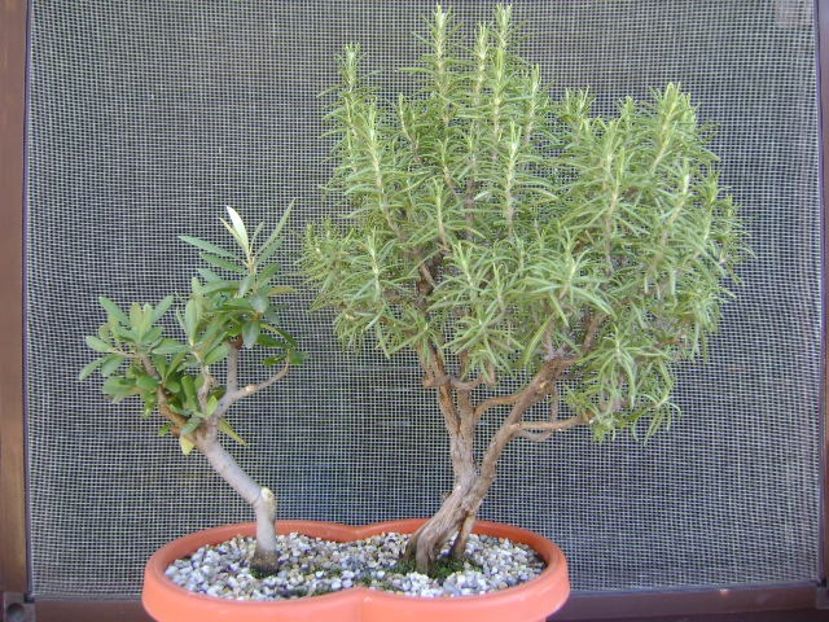 Maslin & Rozmarin - Bonsai si prebonsai 2018-2020