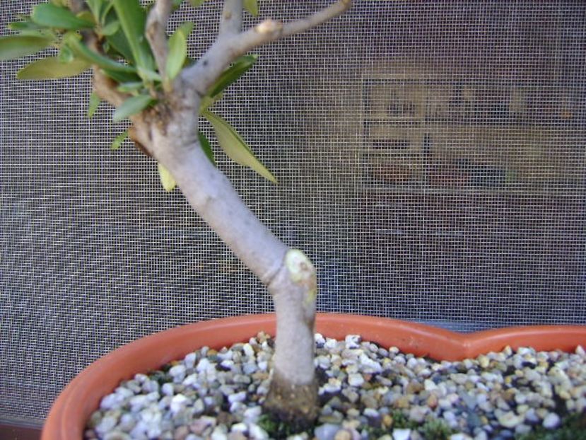 Maslin - Bonsai si prebonsai 2018-2020