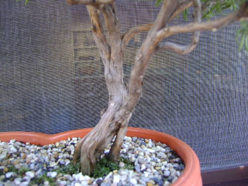 Rozmarin - Bonsai si prebonsai 2018-2020