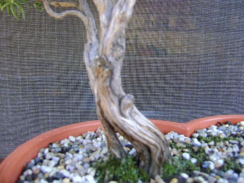 Rozmarin - Bonsai si prebonsai 2018-2020