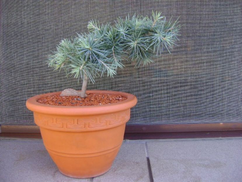 Cedrus deodara "feeling blue" - Bonsai si prebonsai 2018-2020