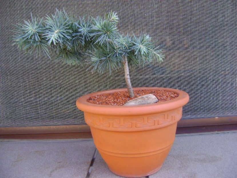 Cedrus deodara "feeling blue" - Bonsai si prebonsai 2018-2020