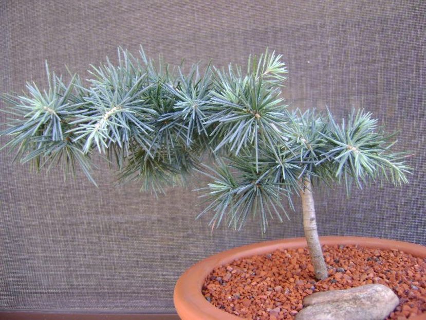 Cedrus deodara "feeling blue" - Bonsai si prebonsai 2018-2020