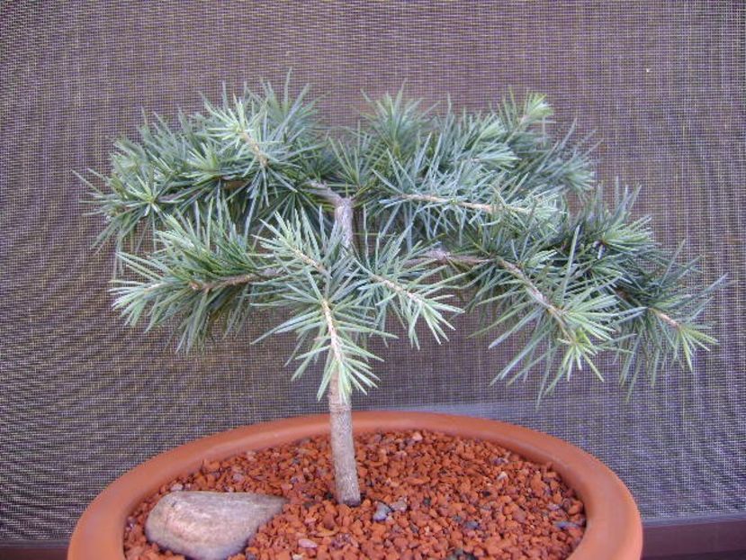 Cedrus deodara "feeling blue" - Bonsai si prebonsai 2018-2020