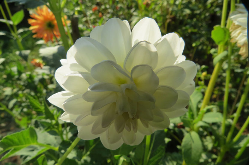 august 2018 1712 - In Gradina