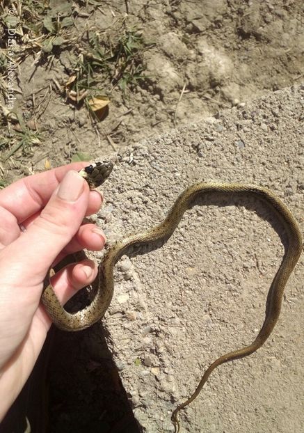 Șarpele de casă (Natrix natrix) - Firescul vesel daruit prin natura