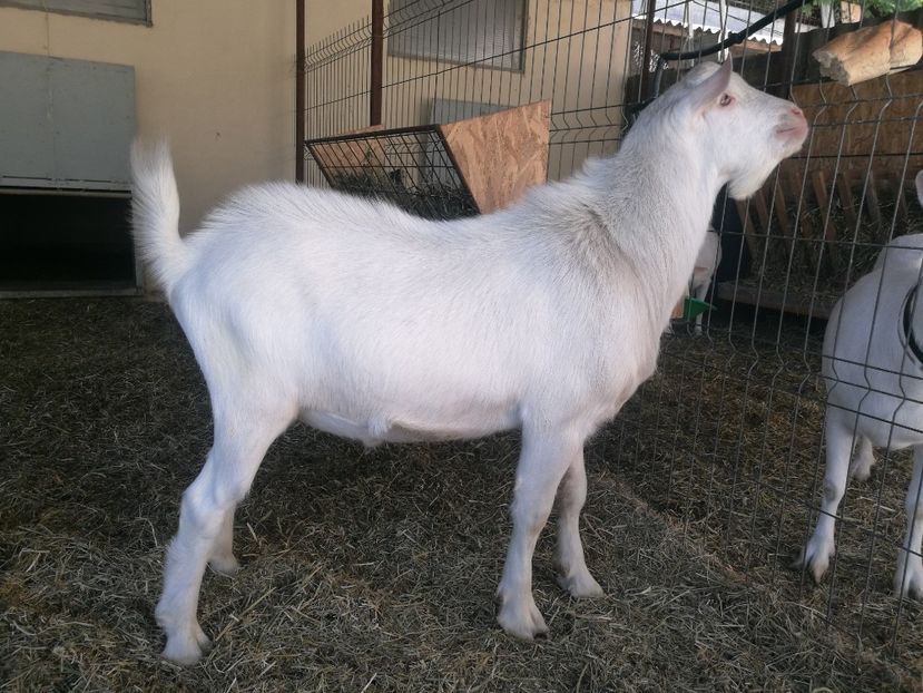  - c - Taponei saanen