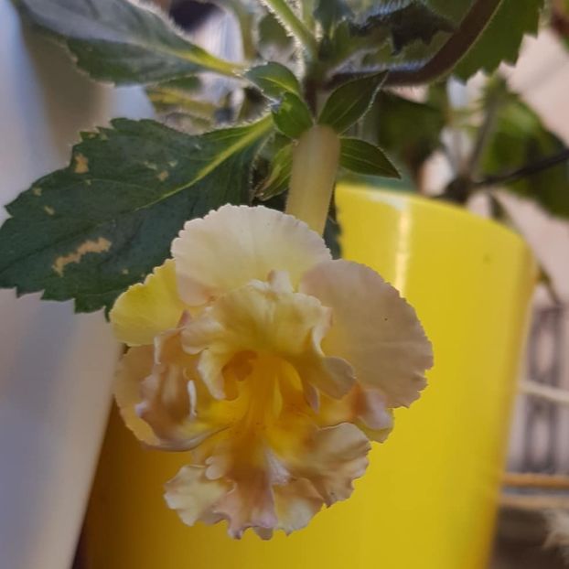  - Yello English Rose