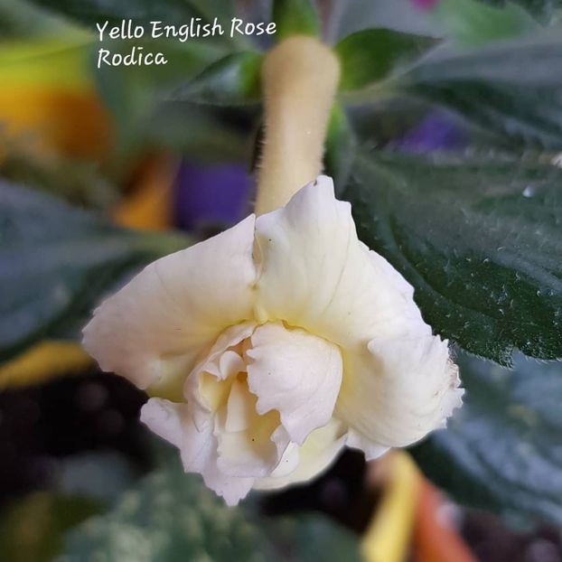  - Yello English Rose