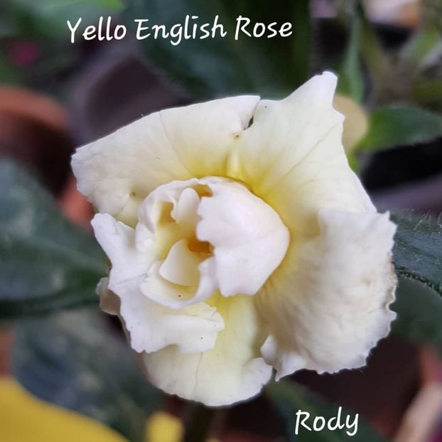  - Yello English Rose