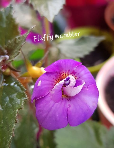  - Fluffy Wambler