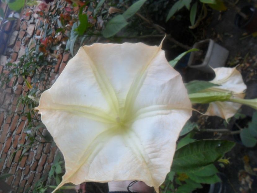  - brugmansii 2018 2