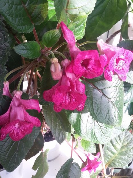 Isa s Gorgeous  (16-x-2018) - Sinningii 2018