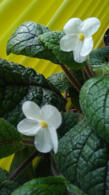  - GESNERIACEAE