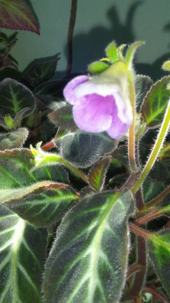  - GESNERIACEAE