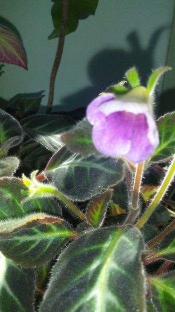  - GESNERIACEAE