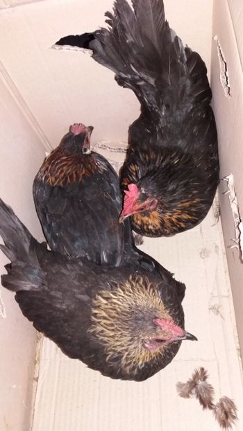 vandute - De vanzare gainuse mi de flori