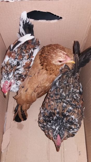 vandute - De vanzare gainuse mi de flori