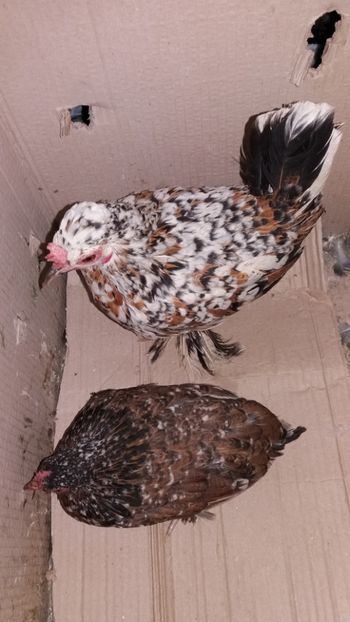 vandute - De vanzare gainuse mi de flori