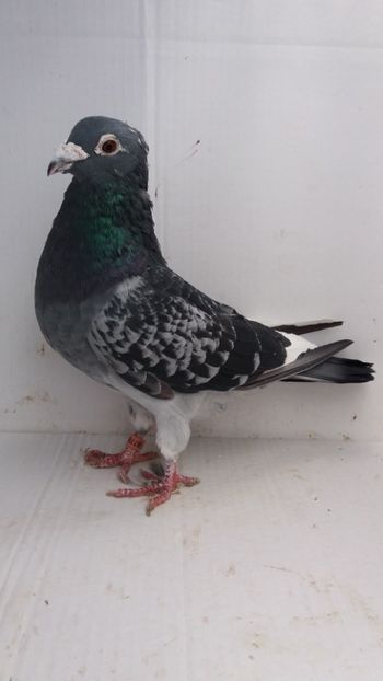 M 2013 vandut - De! voiajori vanduti