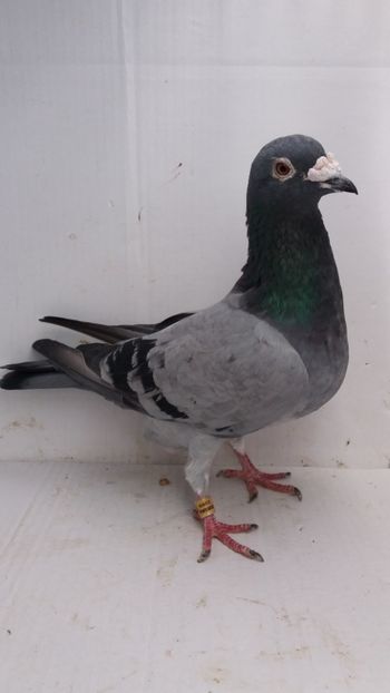 M 2009 vanduta - De! voiajori vanduti