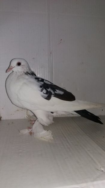 F 2018 - Por tapalagosi