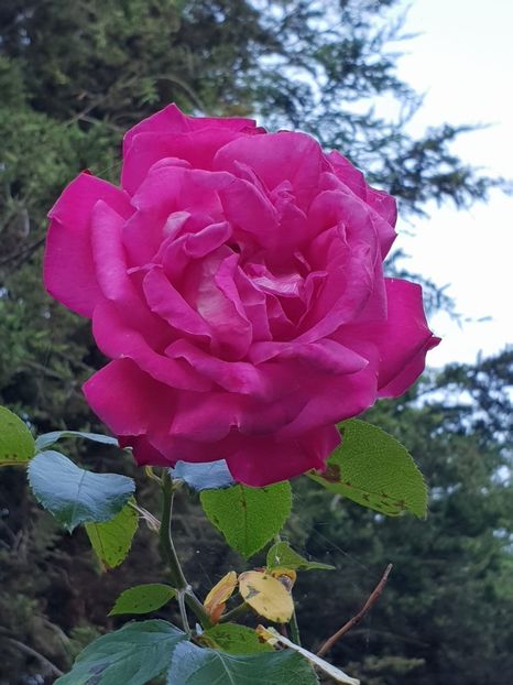 IMG-20180914-WA0001 - Trandafiri 2018